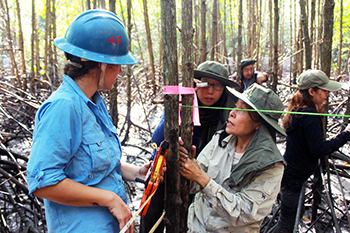 US Forest Service and participants estimate carbon in mangrove trees in Trang, Thailand