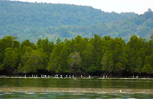 Mangrove forest in southern Cambodia
